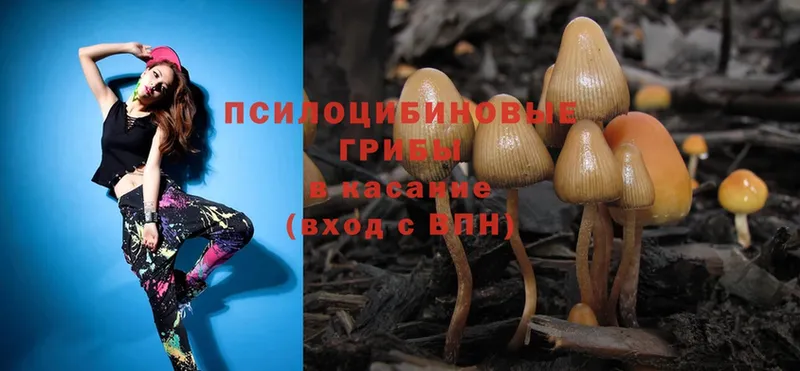 магазин    Звенигород  дарк нет формула  Псилоцибиновые грибы MAGIC MUSHROOMS 